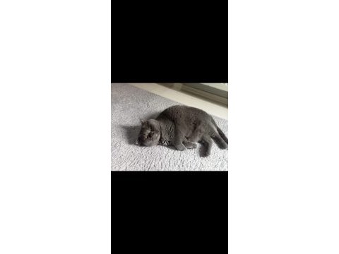 Sahibinden british longhair