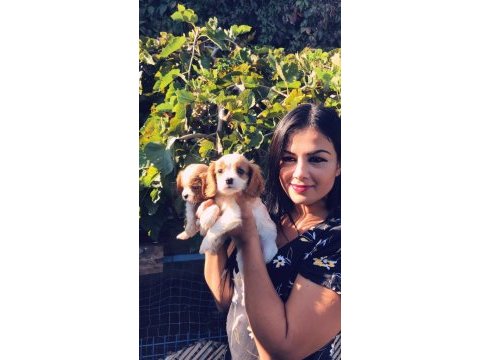 Safkan cavalier king charles yavrularım
