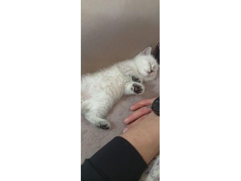 British shorthair yavru kediler