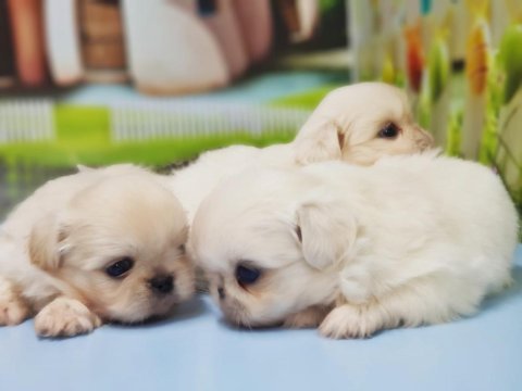 Pekinez yavru köpeğimiz