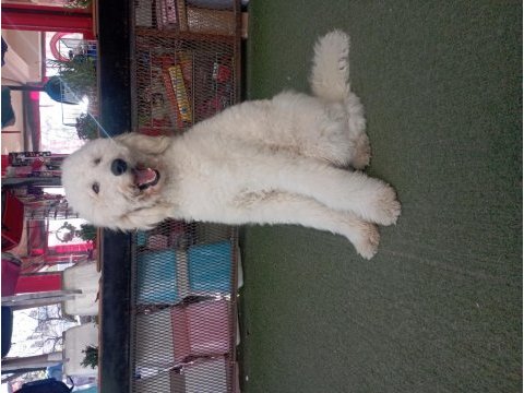 Dev poodle