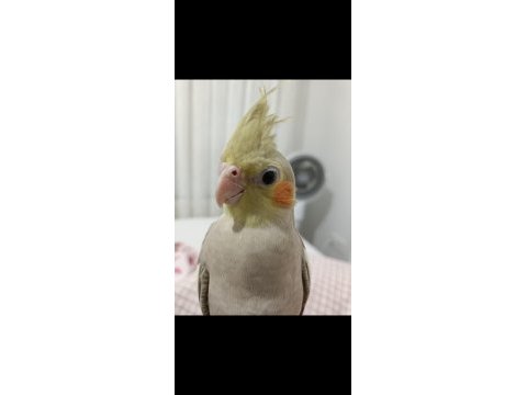 4 aylık sultan papağanı yavrumuz loki