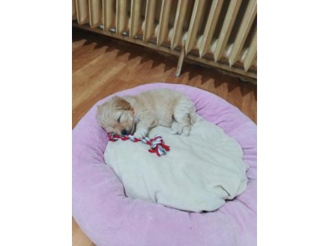 2 aylık maltipoo bütün malzemeleri ile birlikte