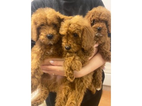 Red toy poodle sahiplendirme