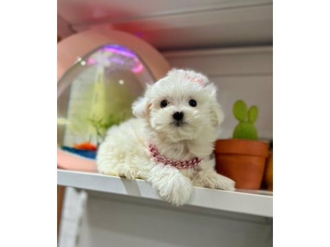 Sevimli maltese terrier köpeği