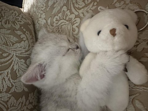 British shorthair safkan silver point