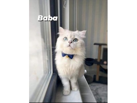 Longhair scottish fold