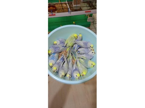 Rainbow muhabbet kuşu yavrular
