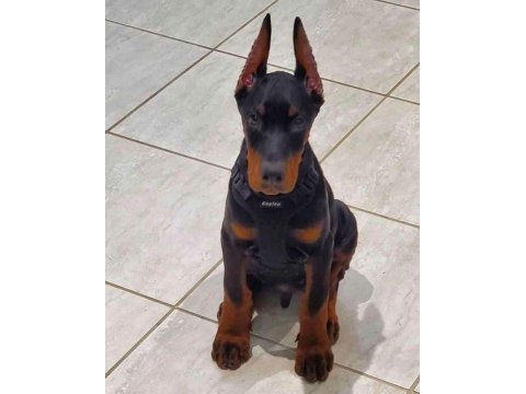 Asaletin adı doberman estetikli yavrular