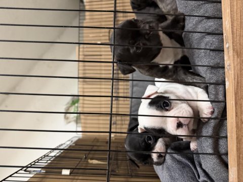 French bulldog yavruları rezervasyon dişi erkek