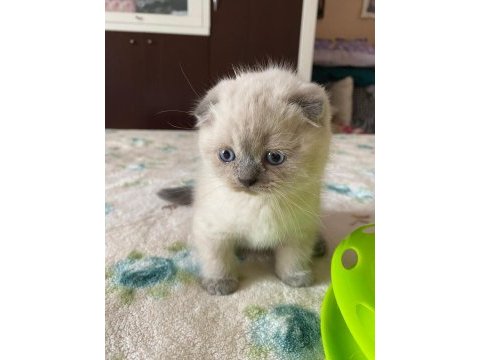 Scottish fold 2,5 aylık