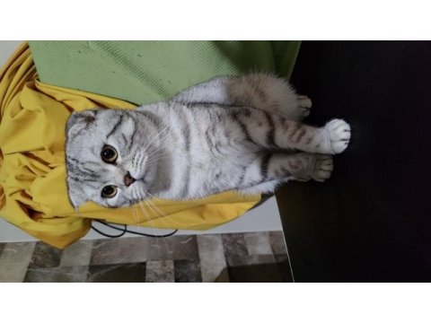 Silver scottish fold 1,5 yaşında erkek