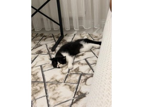 Harika bir erkek exotic shorthair beşiktaş yavru