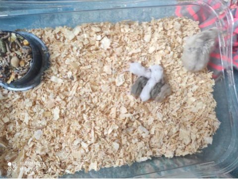 Gonzales hamster yavruları acil sahiplendirme