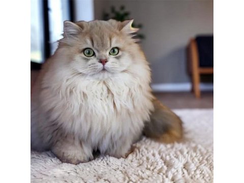 British longhair ay11