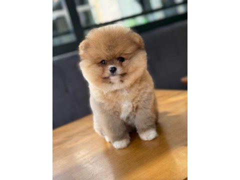 Pomeranian boo teddy face dişi erkek yavrularımız
