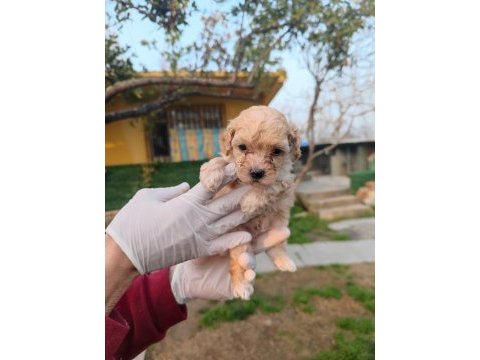 Orjinal maltipoo yavrular