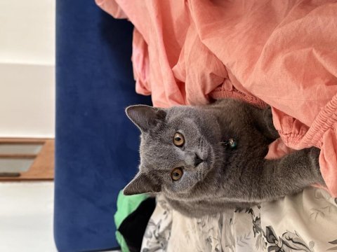 3 aylık erkek british shorthair tuvalet eğitimi vardır