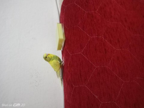 4 aylık erkek yavru muhabbet kuşu babası ingiliz