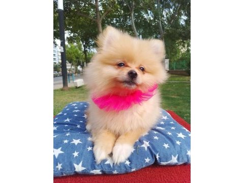 A kalite pomeranian yavrularımız
