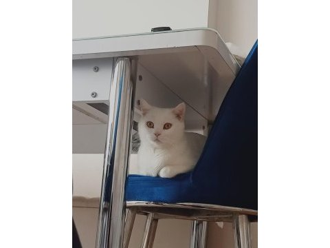 3 yaşında dişi british shorthair