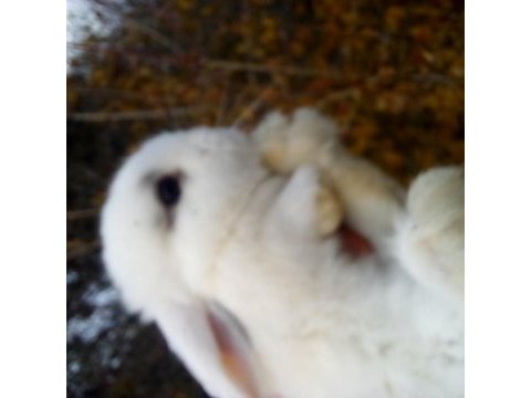 Mini lop tavşan yavruları