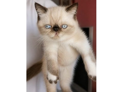 Safkan exotic shorthair bebekler