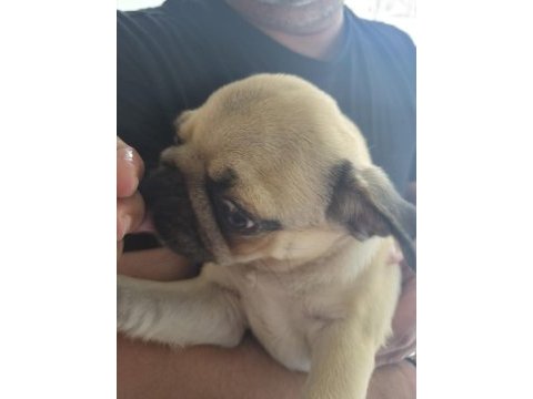 Sahiplendirilecek pug köpeğimiz