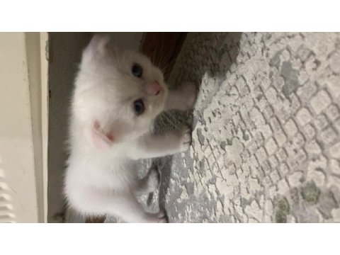 Sahibinden scottish fold kedisi