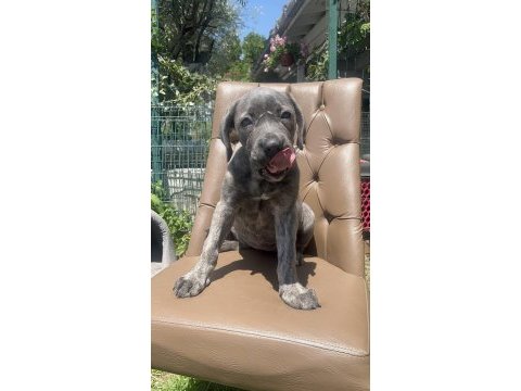 Cane corso köpeğimiz