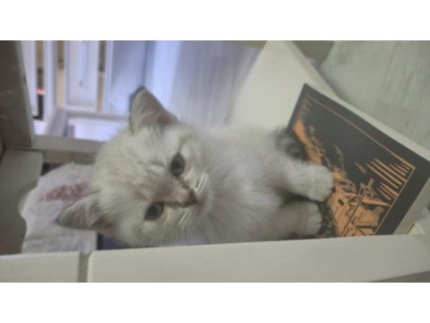 British shorthair safkan 50 günlük