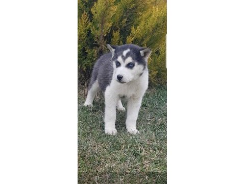 Maviş gözlü safkan erkek husky yavru