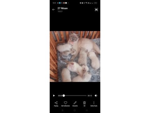 Minik kediler kuzucuklarım