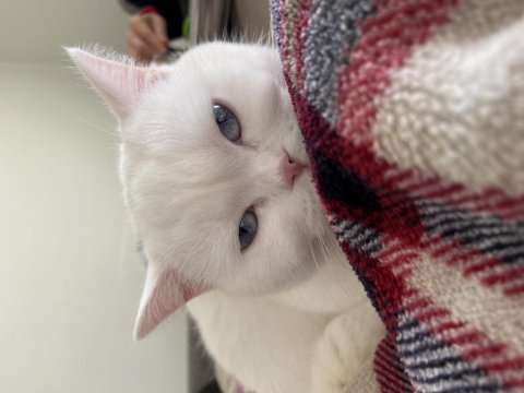 45 günlük maviş gözlü british shorthair