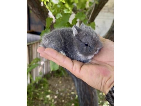 Netherland dwarf orjinal cüce tavşanlar