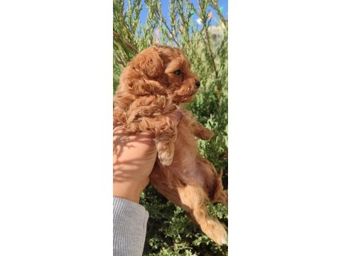 Minyatür maltipoo kız
