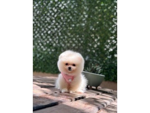 Sevimli pomeranian boo yavrular