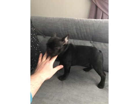 French bulldog 3 aylık blue gen