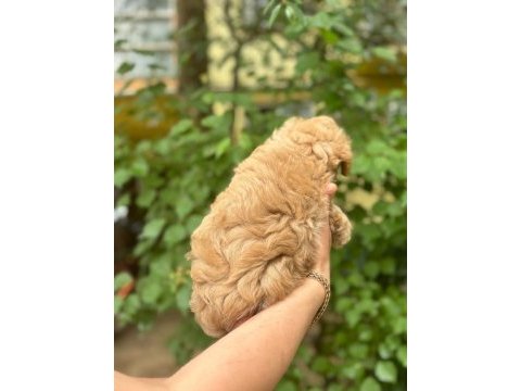 Irkının harikası maltipoo yavrularım