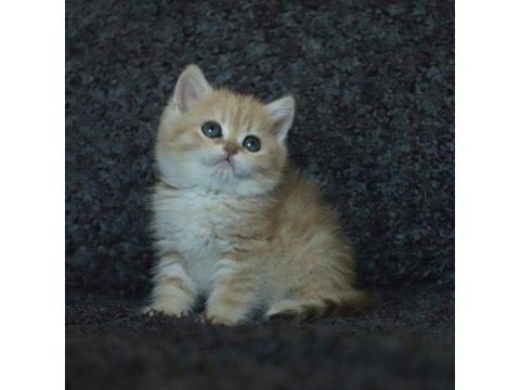 Anne baba şecereli safkan golden british shorthair