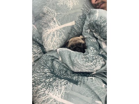 Gözüm gibi baktığım evladım pug