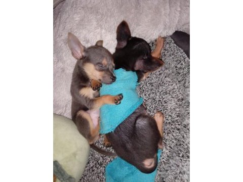 4 aylık minyatür pinscher