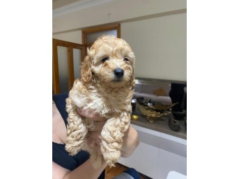 Çok tatlı maltipoo dişi yavrularımız