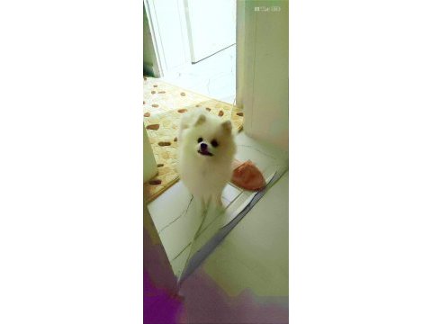 Pomeranian boo teddy bear