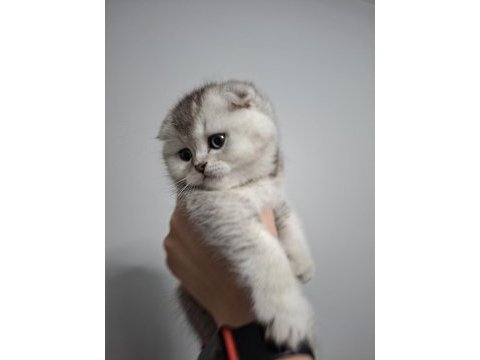 A+ kalite scottish fold 1 aylık