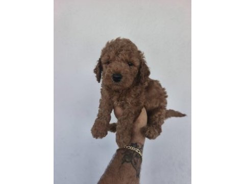 Toy poodle bebekler