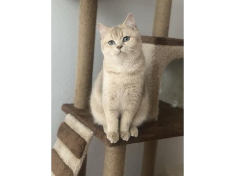 Show kalite full secereli scottish fold ve straight