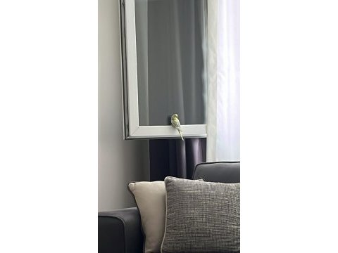 1 yaşında muhabbet kuşu erkek