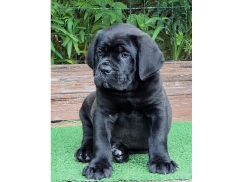 Izin belgeli üretim çiftliğinden cane corso kapıda öde