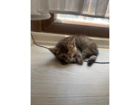 Ücretsiz sahiplendirme sevgi dolu dişi yavru kedimiz